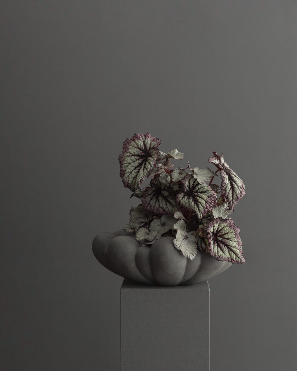 Bloom Tray, Medio - Dark Grey, L28,5 / W28,5
