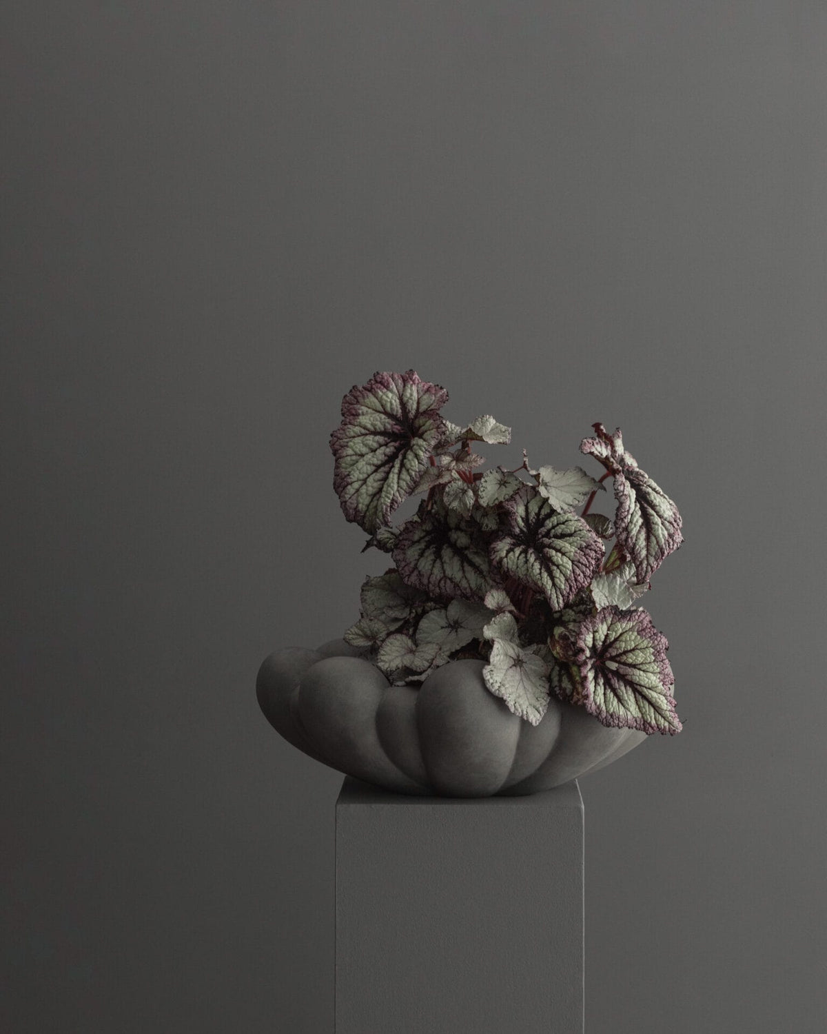 Bloom Tray, Medio - Dark Grey, L28,5 / W28,5
