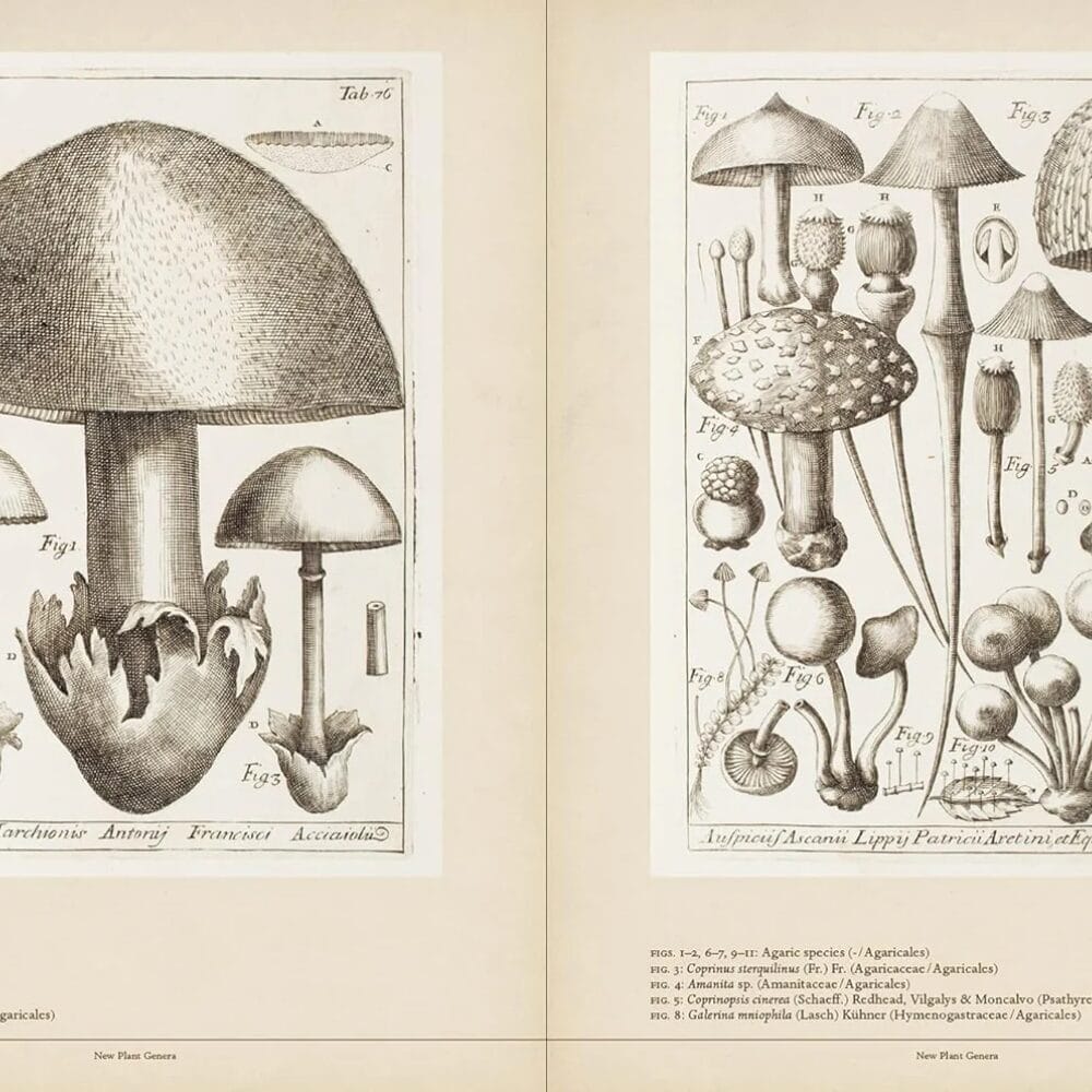 Mushroom Botanical Art - Book